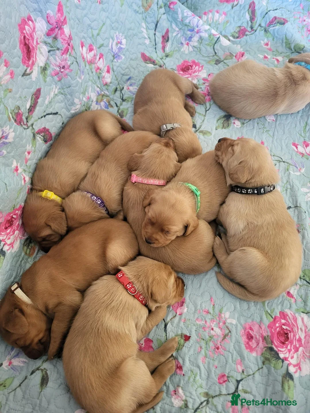 Labrador Retriever dogs for sale: Little Labradors, Ready for Their Next Adventure in Derby - Advert 1