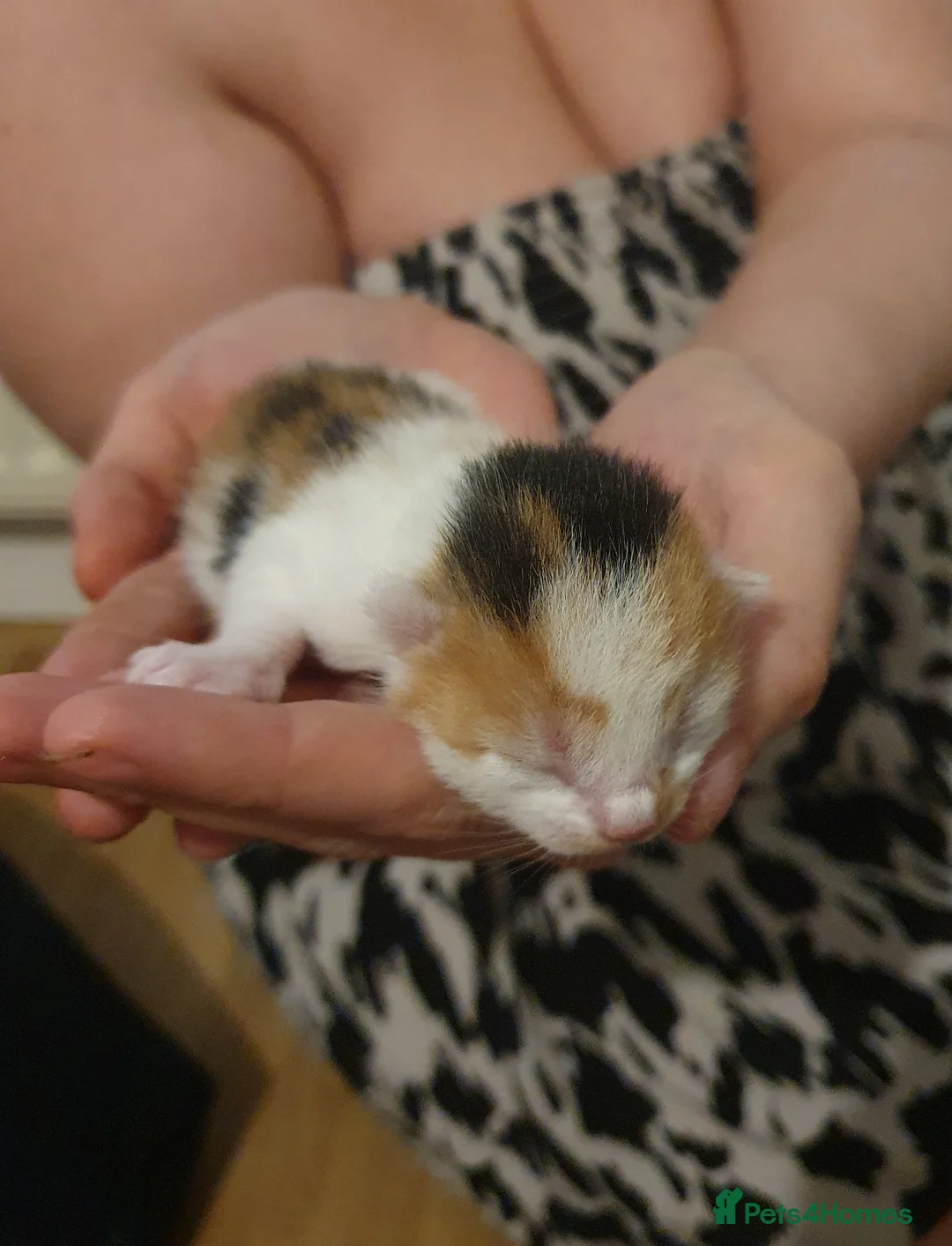 Mixed Breed cats for sale: Kittens in Bushey - Advert 7