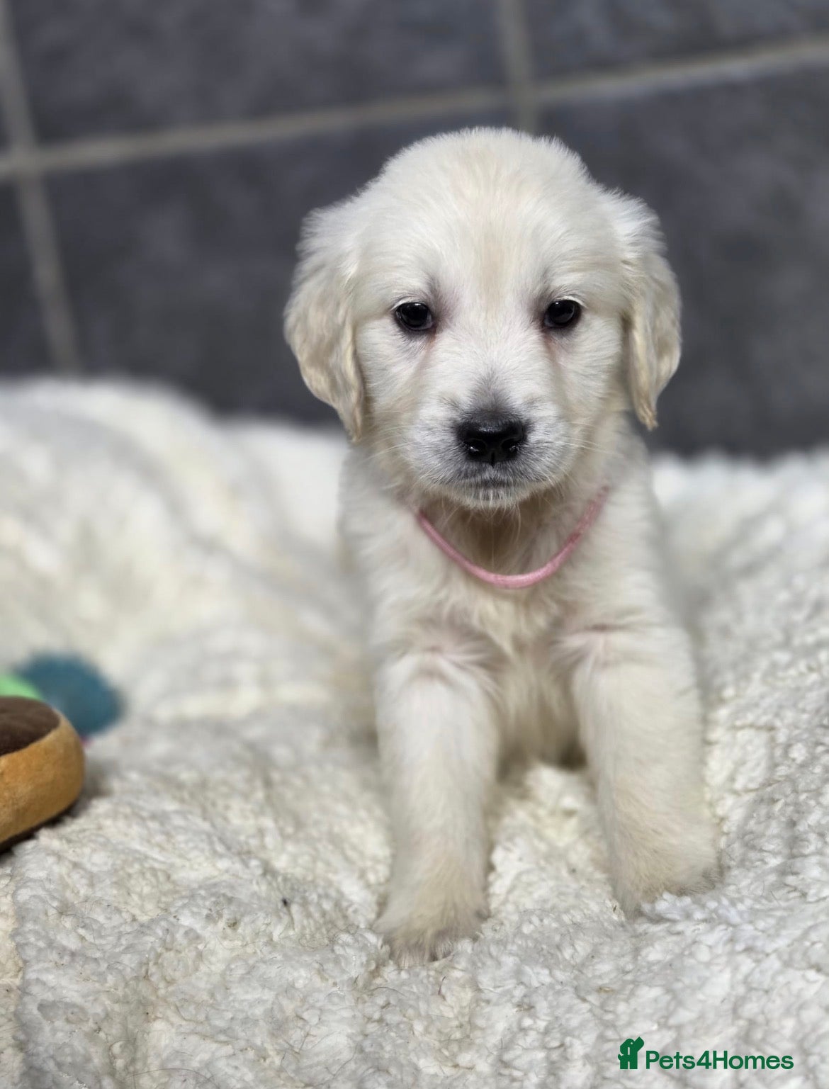 Golden Retriever dogs Beautiful kc golden retriever pups - Advert 2