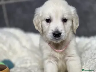 Golden Retriever dogs Beautiful kc golden retriever pups - Advert 2