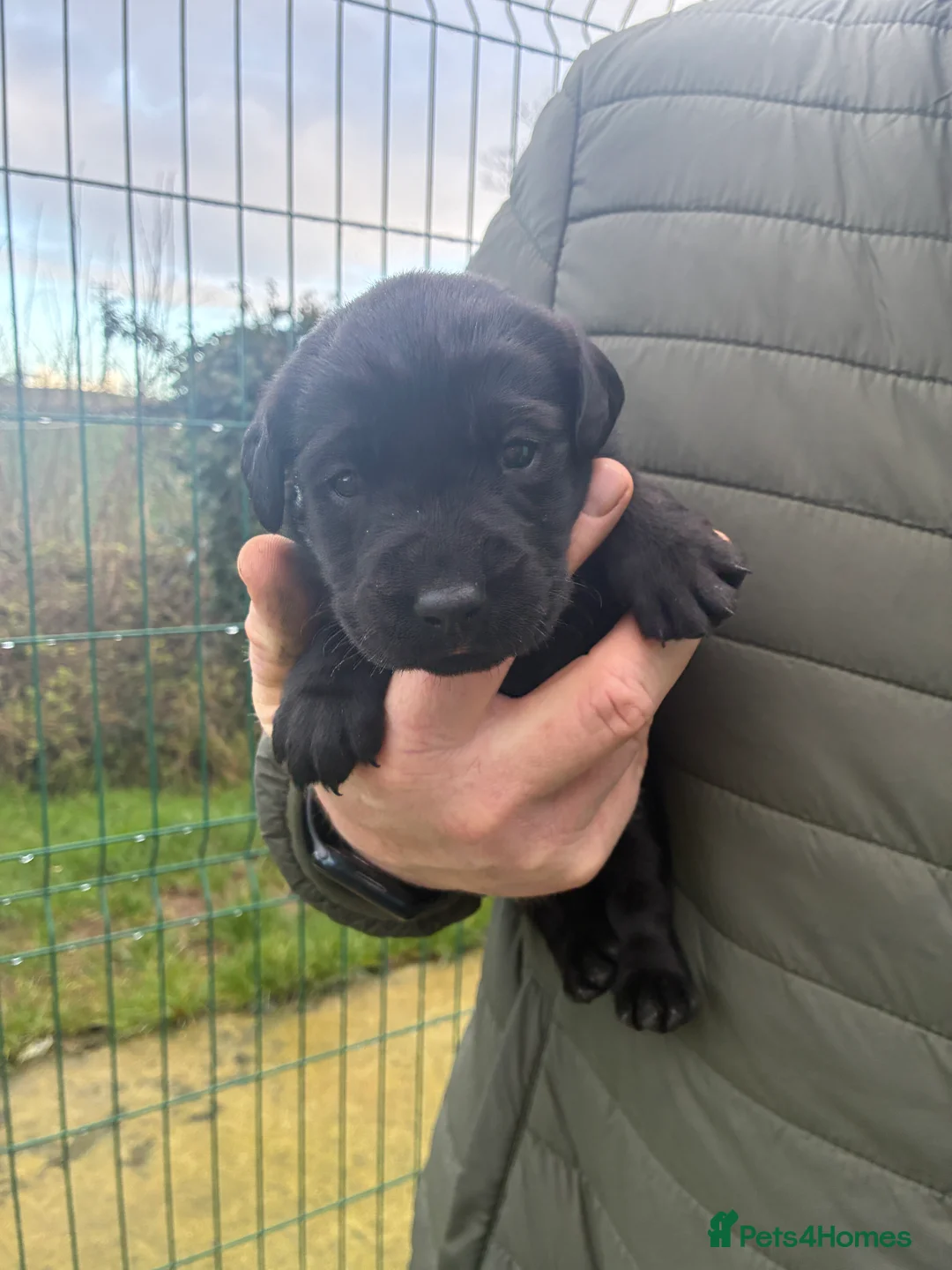 Labrador Retriever dogs for sale: Five Star Council Registered Breeder  Litter - Advert 7