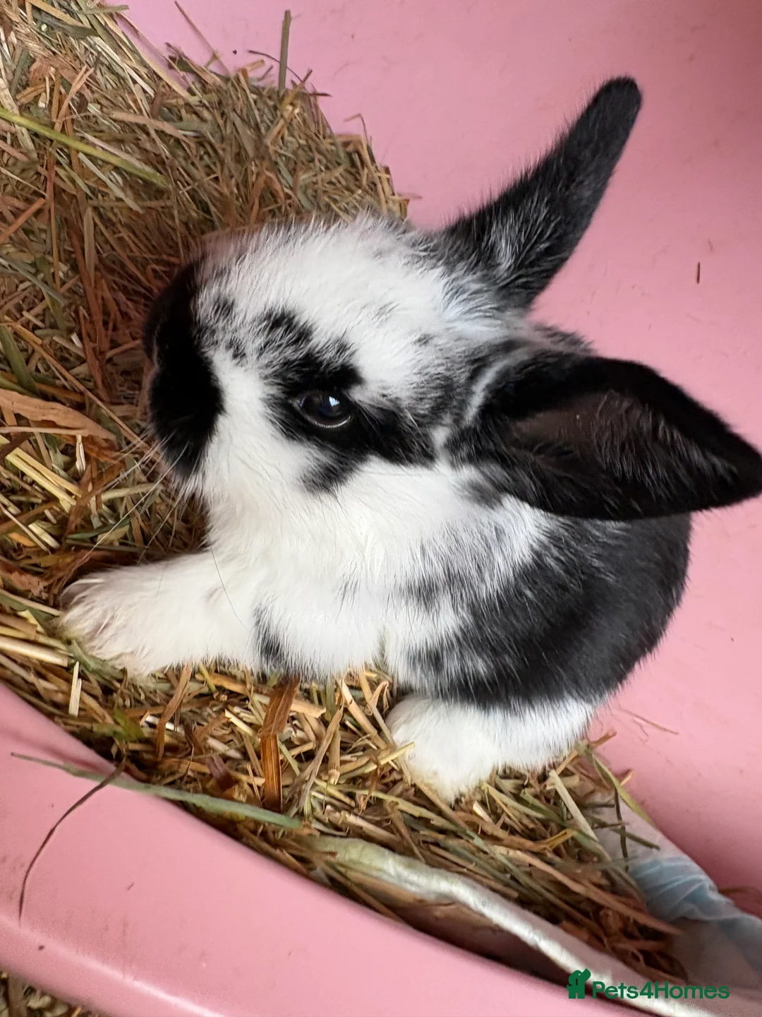 Mini Lop rabbits for sale: 7 Beautiful Mini Lops  - Advert 1