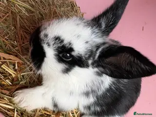 Mini Lop rabbits 7 Beautiful Mini Lops - Advert 1