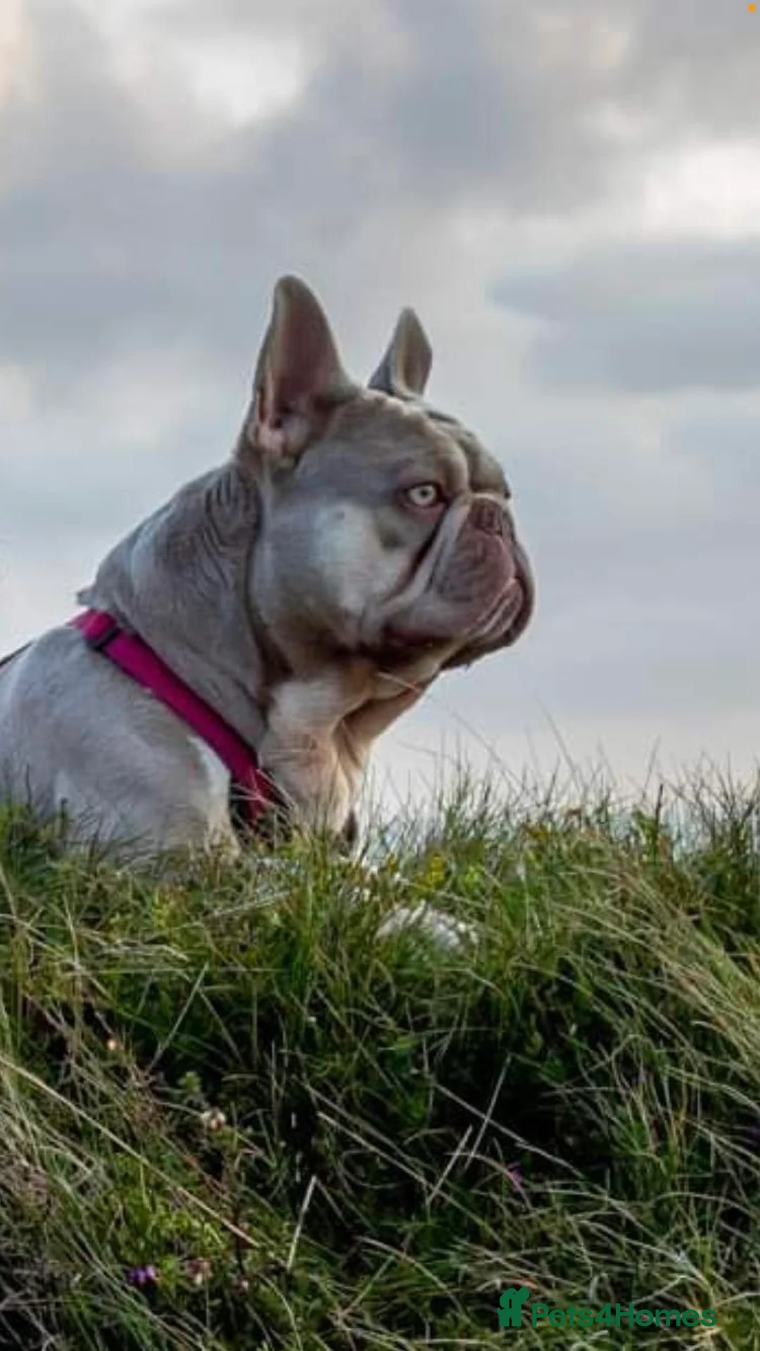 French Bulldog dogs for stud: New Shade Isabella Pied French Bulldog Stud Proven in Gunnislake - Advert 3