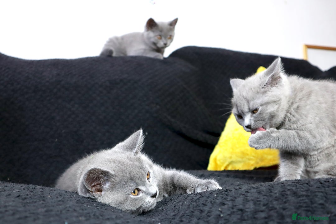 British Shorthair cats for sale: Last 3 Pedigree GCCF Reg Kittens, Ready Now in Gillingham - Image 1