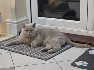British Shorthair cats Beautiful Chonky Lilac British Shorthair - Advert 4