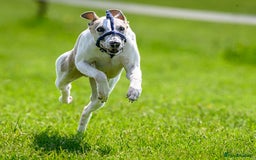 Whippet dogs for stud: Beautiful Whippet Dodger for STUD | Unproven - Image 9