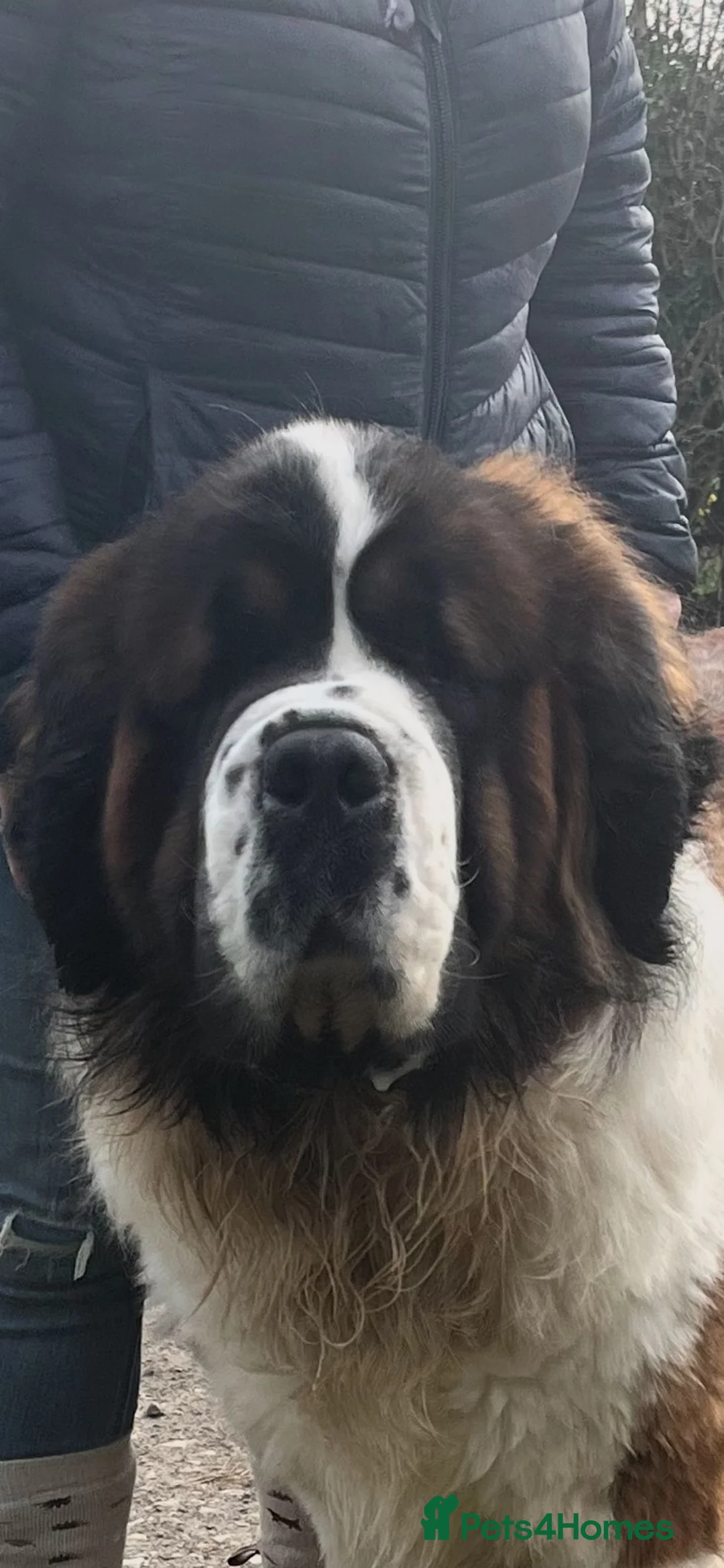 Saint Bernard dogs for stud: Teddy beautiful KC reg available for stud - Advert 2