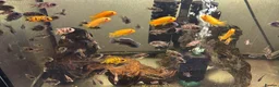 Cichlids fish for sale: Malawi cichlids peacock and mbunas  - Advert 5