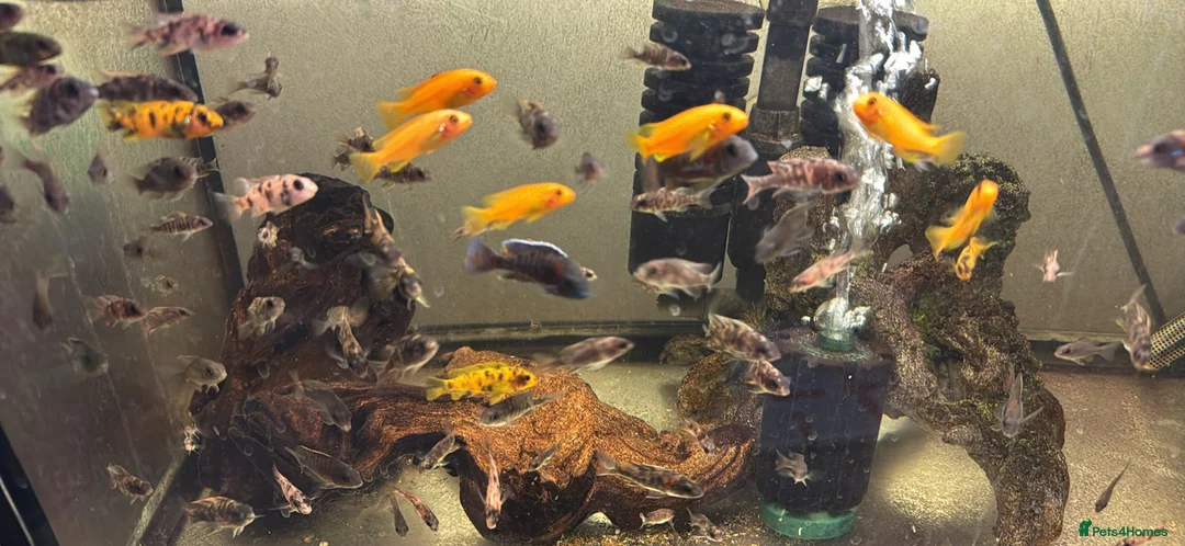 Cichlids fish for sale: Malawi cichlids peacock and mbunas  - Advert 5