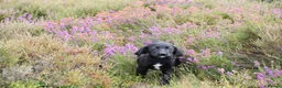 Springador dogs for sale: F1 springadors .  in Thirsk - Advert 6