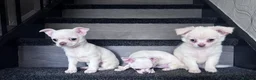 Chihuahua dogs for sale: Amazing puppys in hull - Advert 7