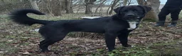 Mixed Breed dogs for sale: Guardian Breed Seeking the Right Home - Advert 2