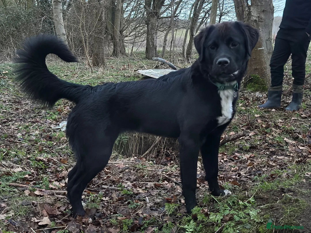 Mixed Breed dogs for sale: Guardian Breed Seeking the Right Home - Advert 2
