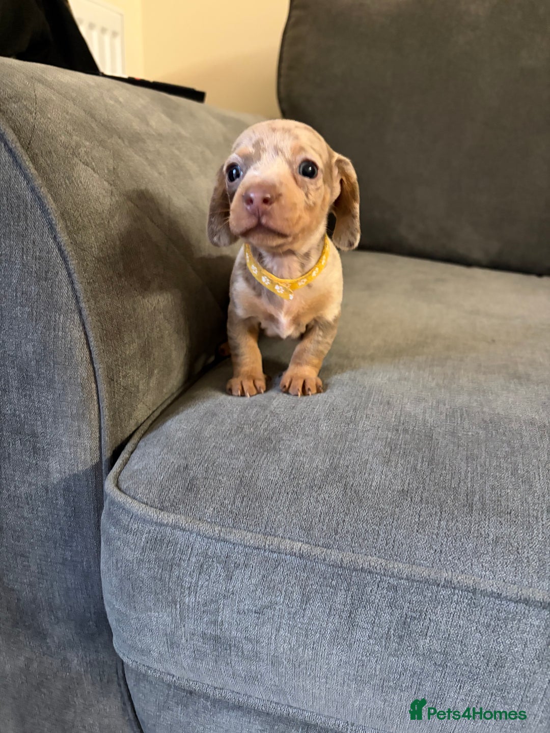 Dachshund dogs for sale: Dachshund puppies for sale - Advert 4