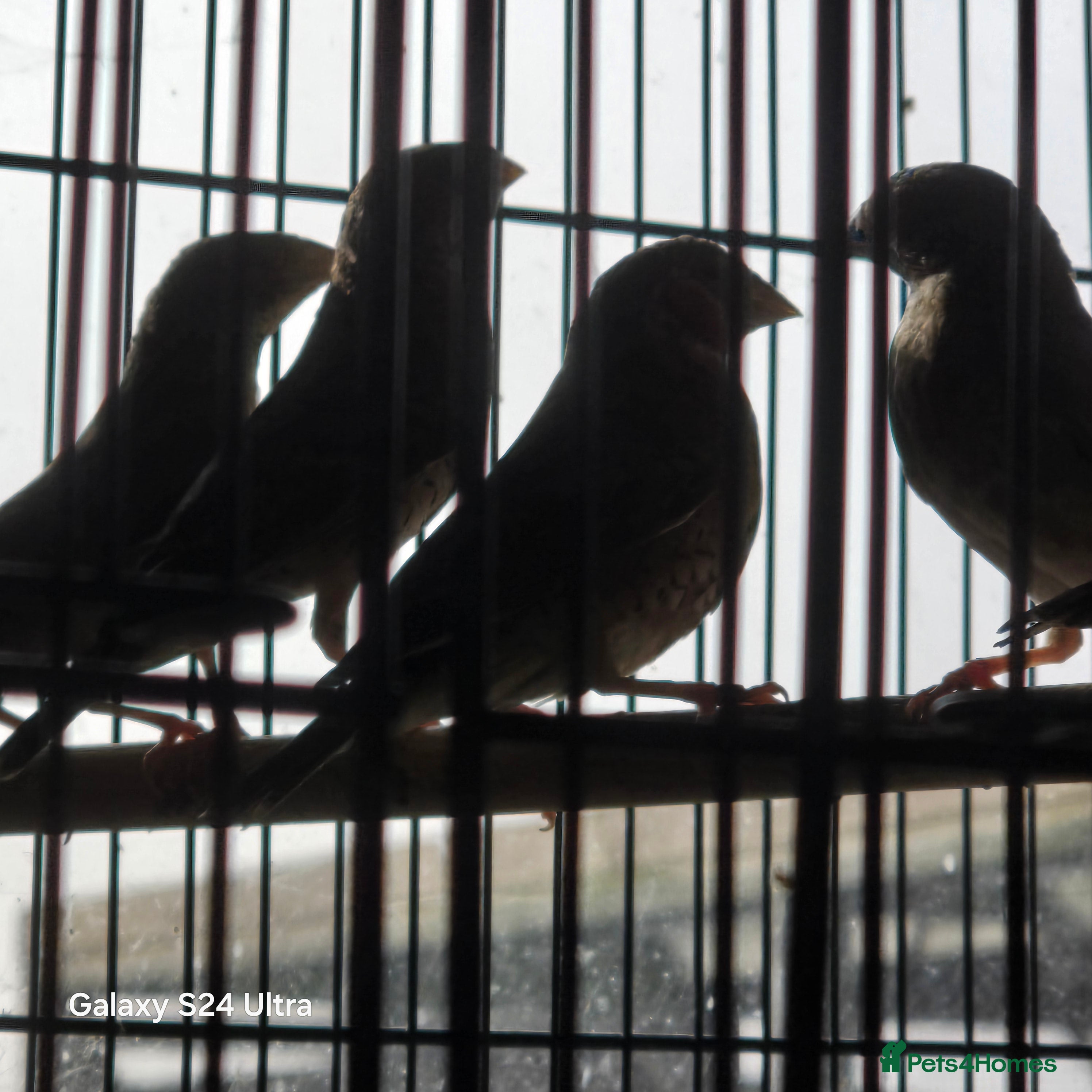 Finches birds Cut throat finches  in Lowestoft - Advert 2