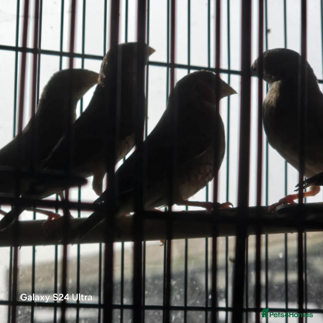 Finches birds for sale: Cut throat finches  in Lowestoft - Advert 1