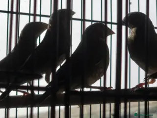 Finches birds Cut throat finches in Lowestoft - Advert 2