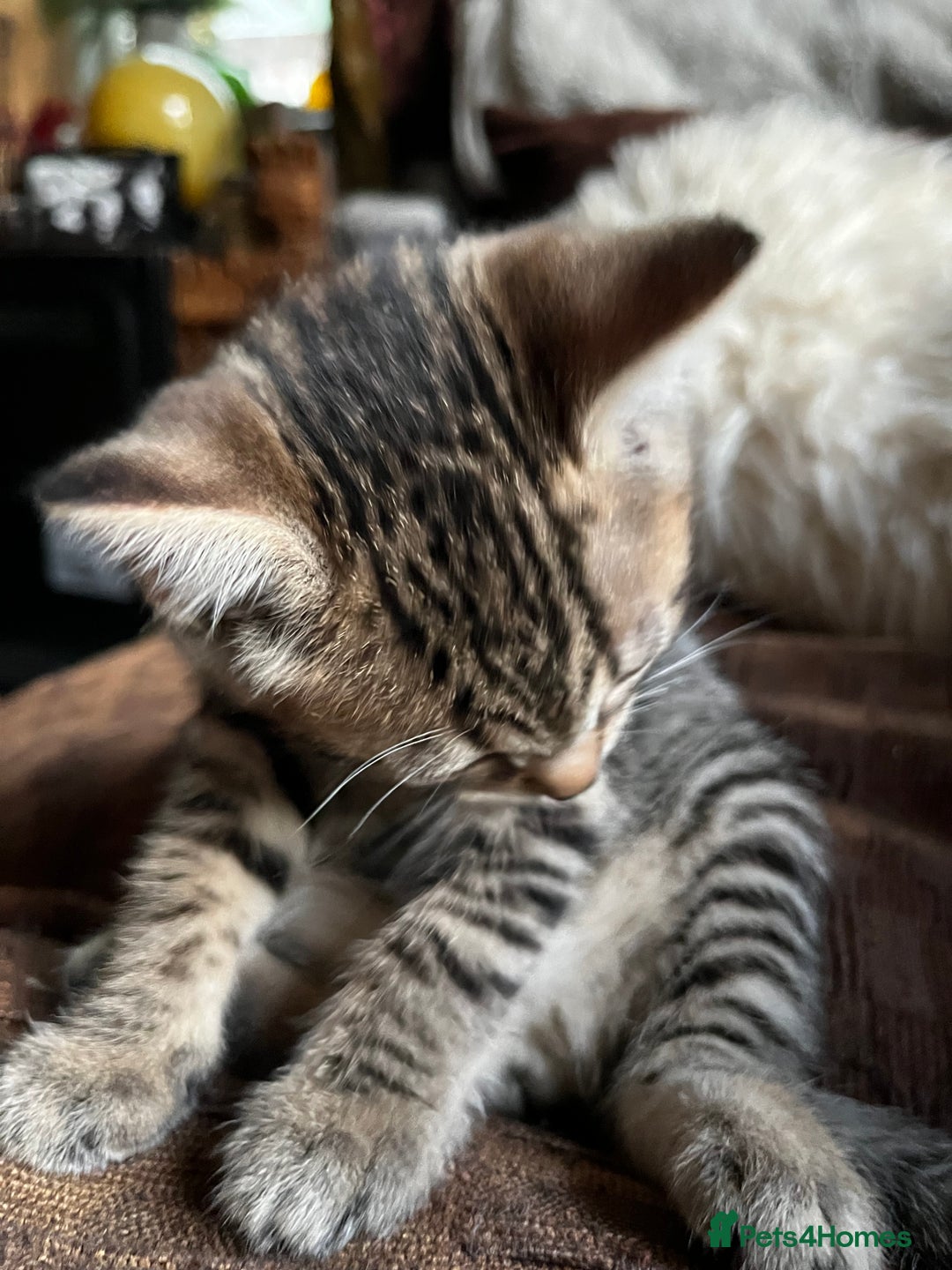 Bengal cats for sale:  Glittery Bengal X KittensWith Famous References!  - Advert 18