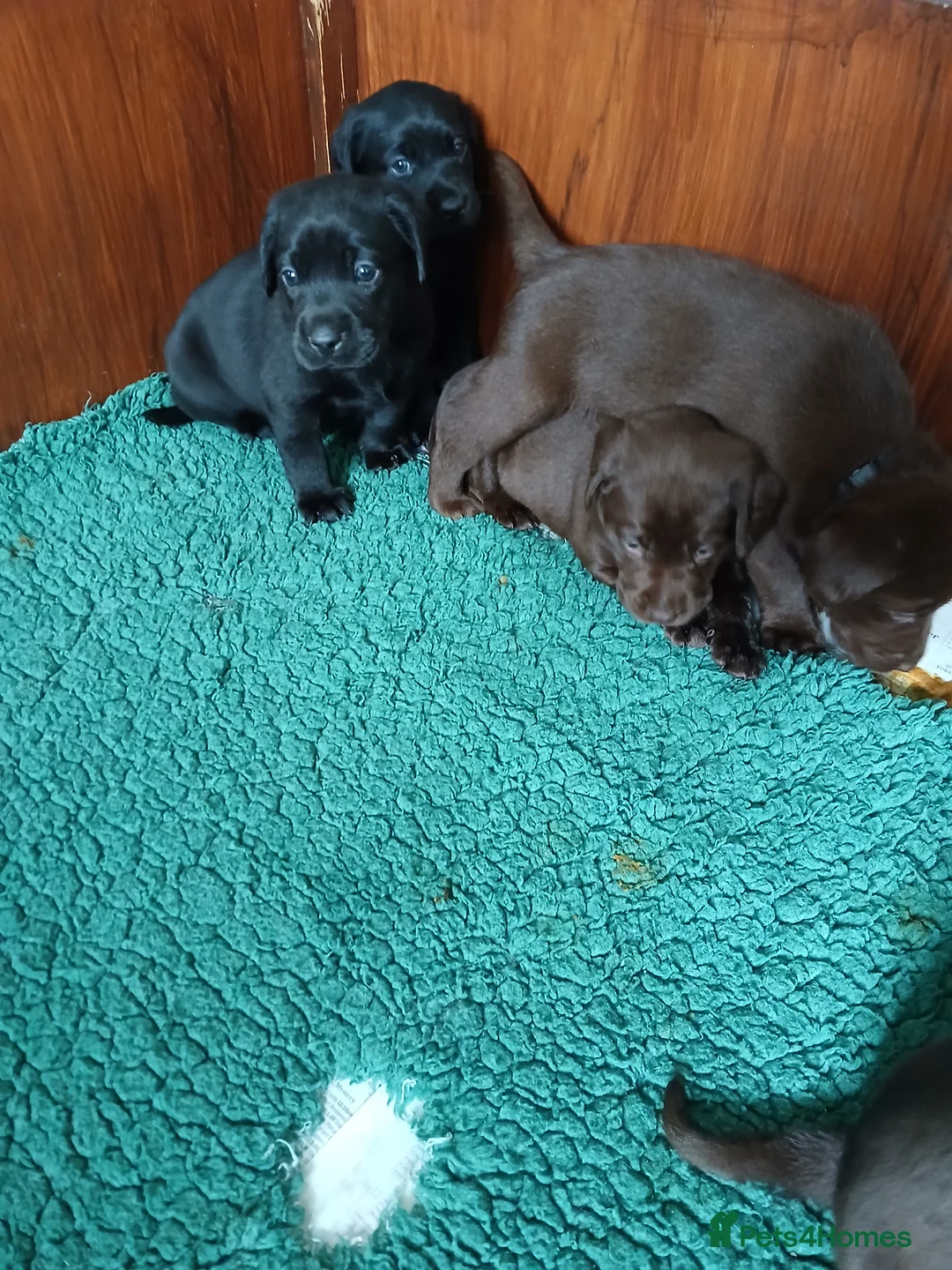 Labrador Retriever dogs for sale: Black Labrador puppies  - Advert 3