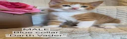 Mixed Breed cats for sale: Beautiful 1/4 maine coon kittens. - Advert 19