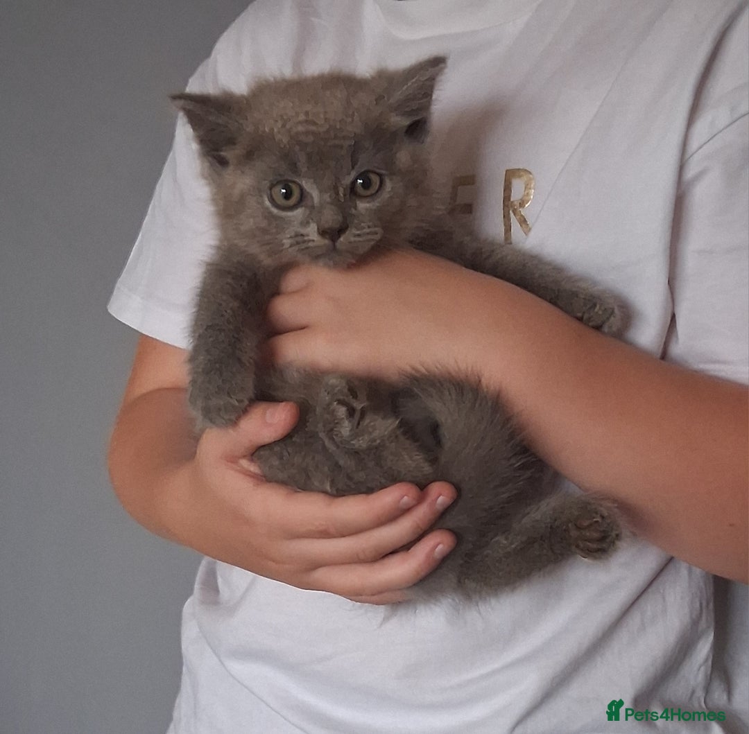 British Shorthair cats for sale: Adorable British short hair Kittens  - Image 17