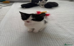 Domestic Shorthair cats for sale: 5 Playful Tuxedo & Black Kittens – Ready Now - Image 11