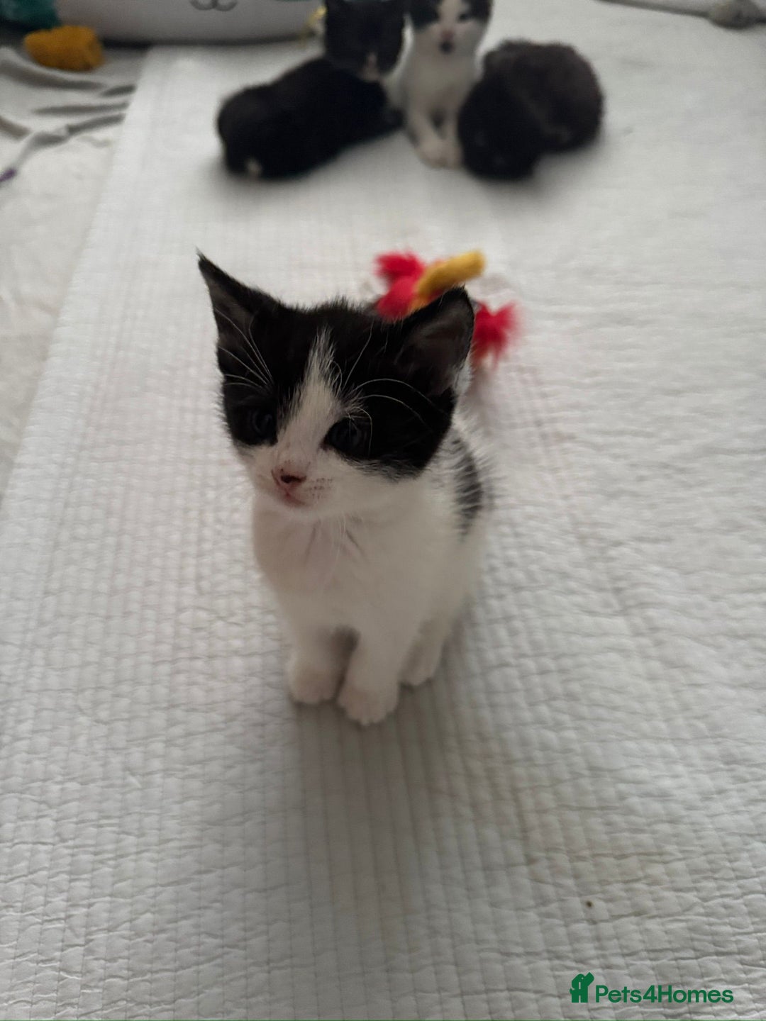 Domestic Shorthair cats for sale: 5 Playful Tuxedo & Black Kittens – Ready Now - Image 11