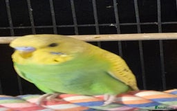 Budgerigars birds for sale: Budgies  - Image 8