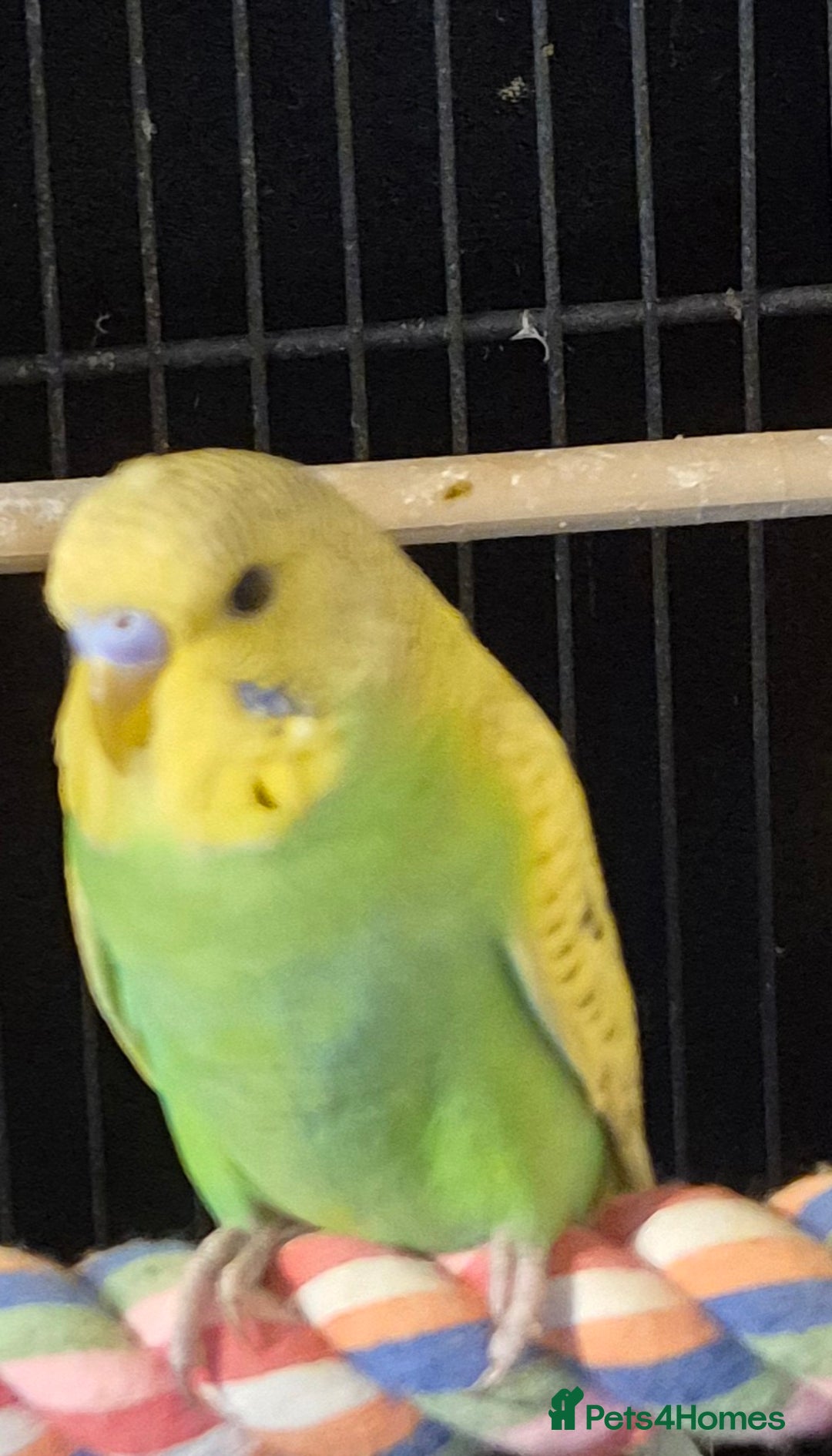 Budgerigars birds for sale: Budgies  - Image 8