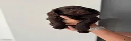 Cocker Spaniel dogs for sale: Working cocker spaniel puppies for sale in Spalding - Advert 7