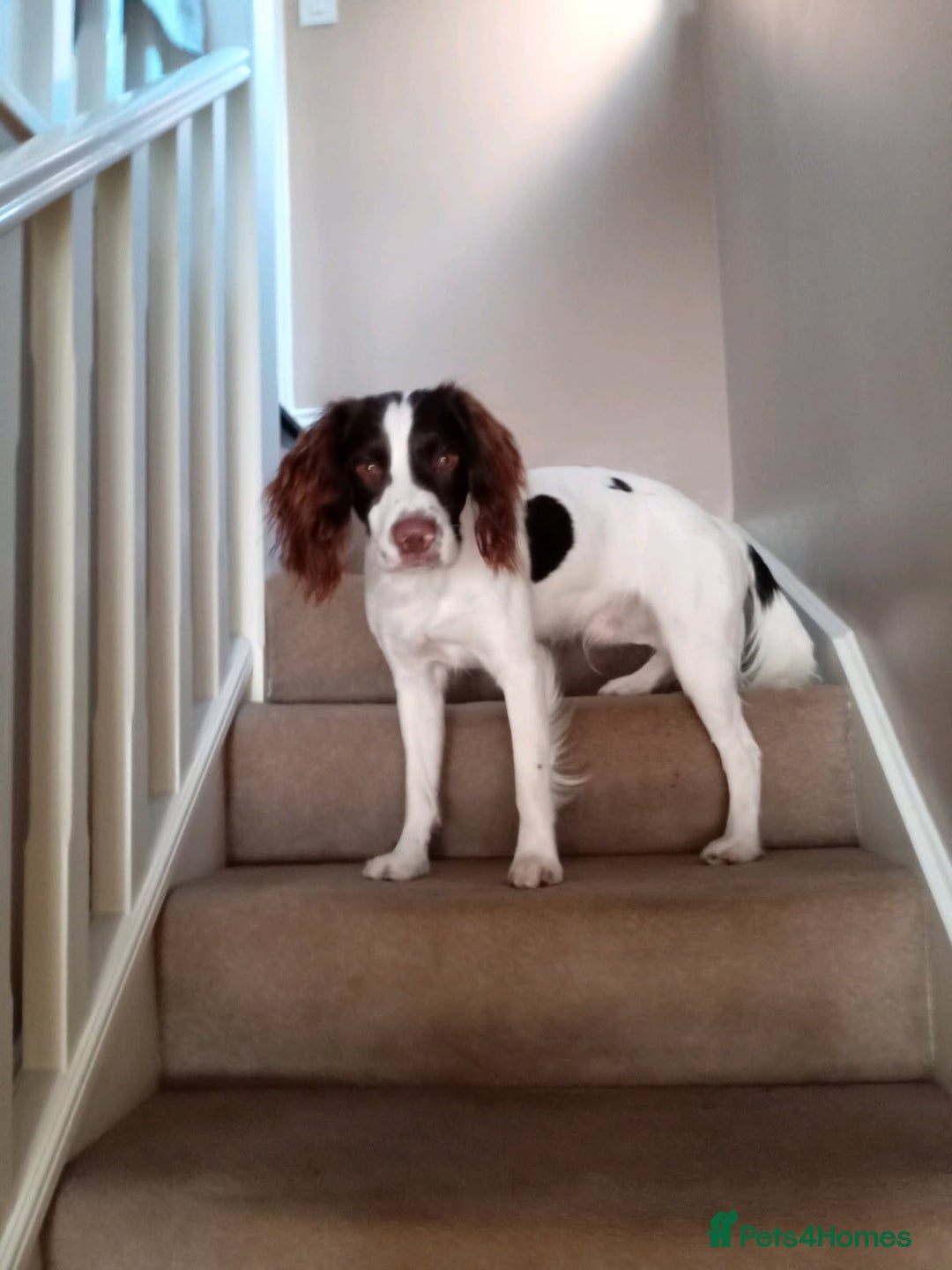 English Springer Spaniel dogs for stud: Liver and white working springer spaniel  - Image 2