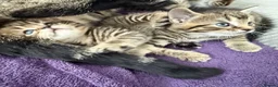 British Shorthair cats for sale: British shorthair Kittens - Advert 12
