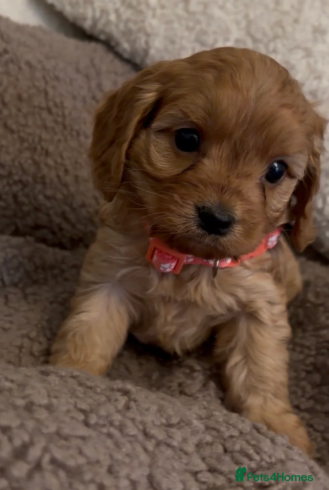 Cavapoo dogs for sale: F1 Cavapoo Puppies 🤎 3 girls, 2 boys 🤎 - Advert 15