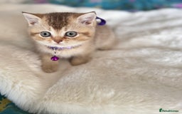British Shorthair cats for sale: Quality British Shorthair kittens  - Image 11