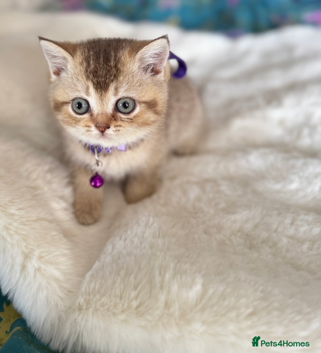 British Shorthair cats for sale: Quality British Shorthair kittens  - Image 11