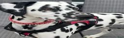 Dalmatian dogs for sale: Beautiful Dalmatian puppies ready to reserve  - Advert 23