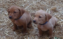 Labrador Retriever dogs for sale: KC Registered Fox Red & Yellow Labradors - Image 7