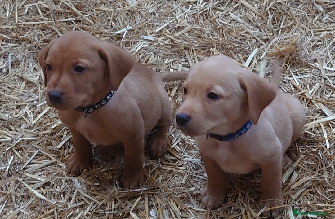 Labrador Retriever dogs for sale: KC Registered Fox Red & Yellow Labradors - Image 7