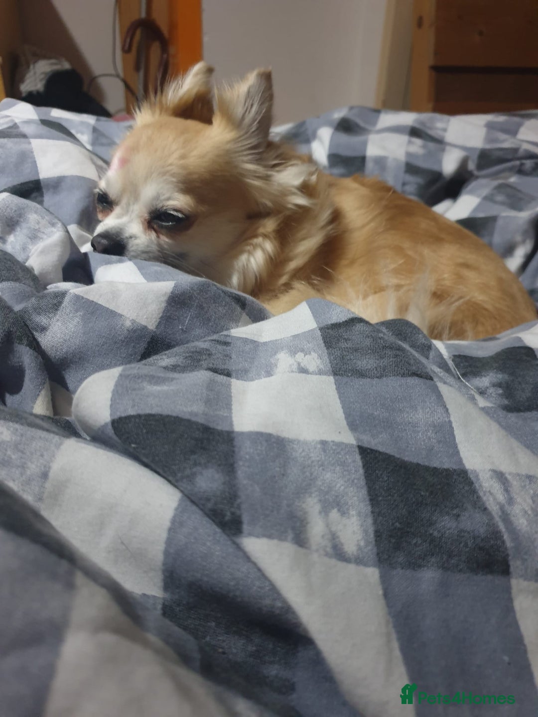 Chihuahua dogs for sale: Adorable Chihuahua Puppies Ready Soon!  - Advert 2