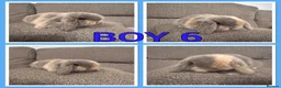 Mini Lop rabbits for sale: Mini lop babies  - Advert 2