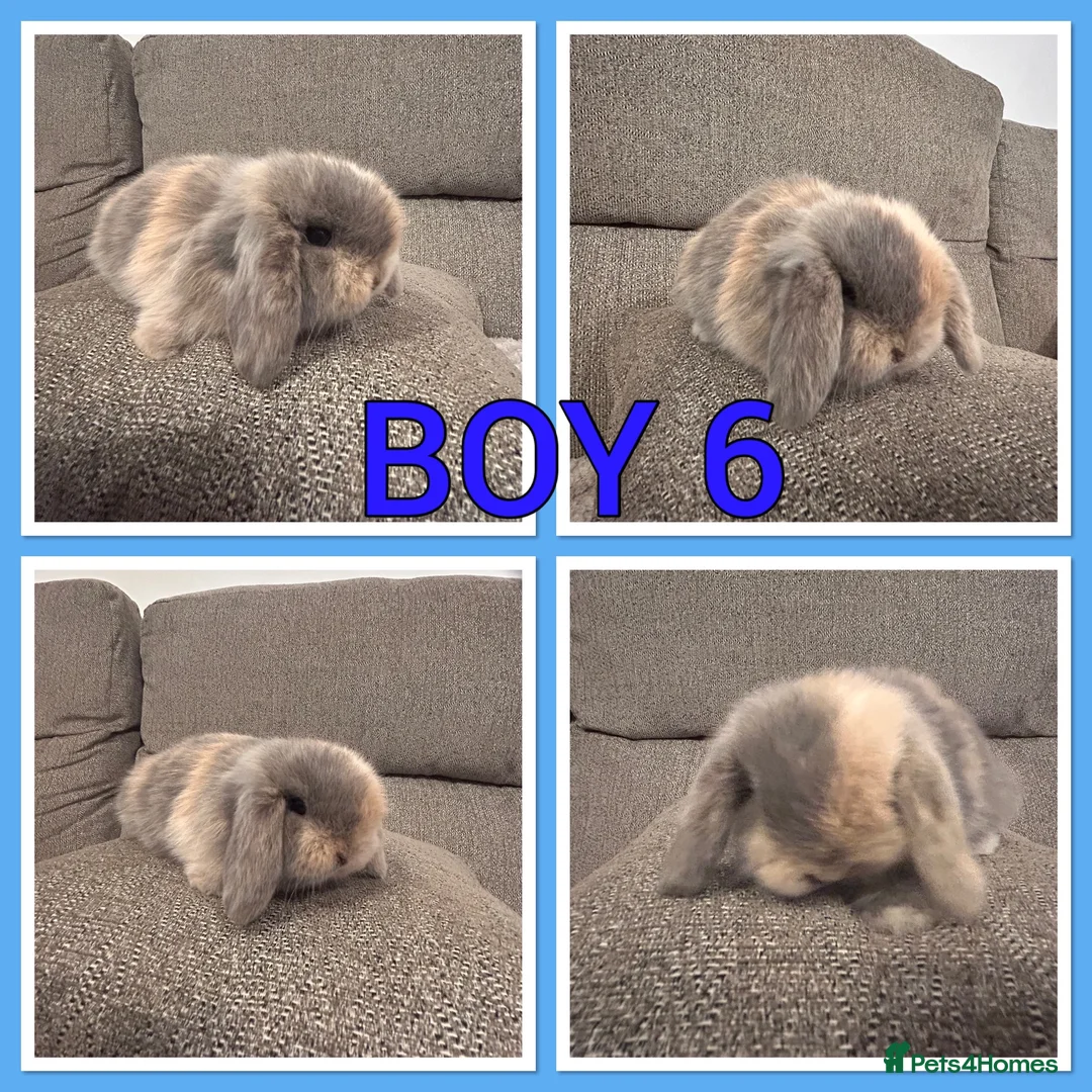 Mini Lop rabbits for sale: Mini lop babies  - Advert 2