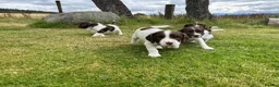 English Springer Spaniel dogs for sale: Stunning KC registered Springer Spaniel pups in Grantown-on-Spey - Advert 11