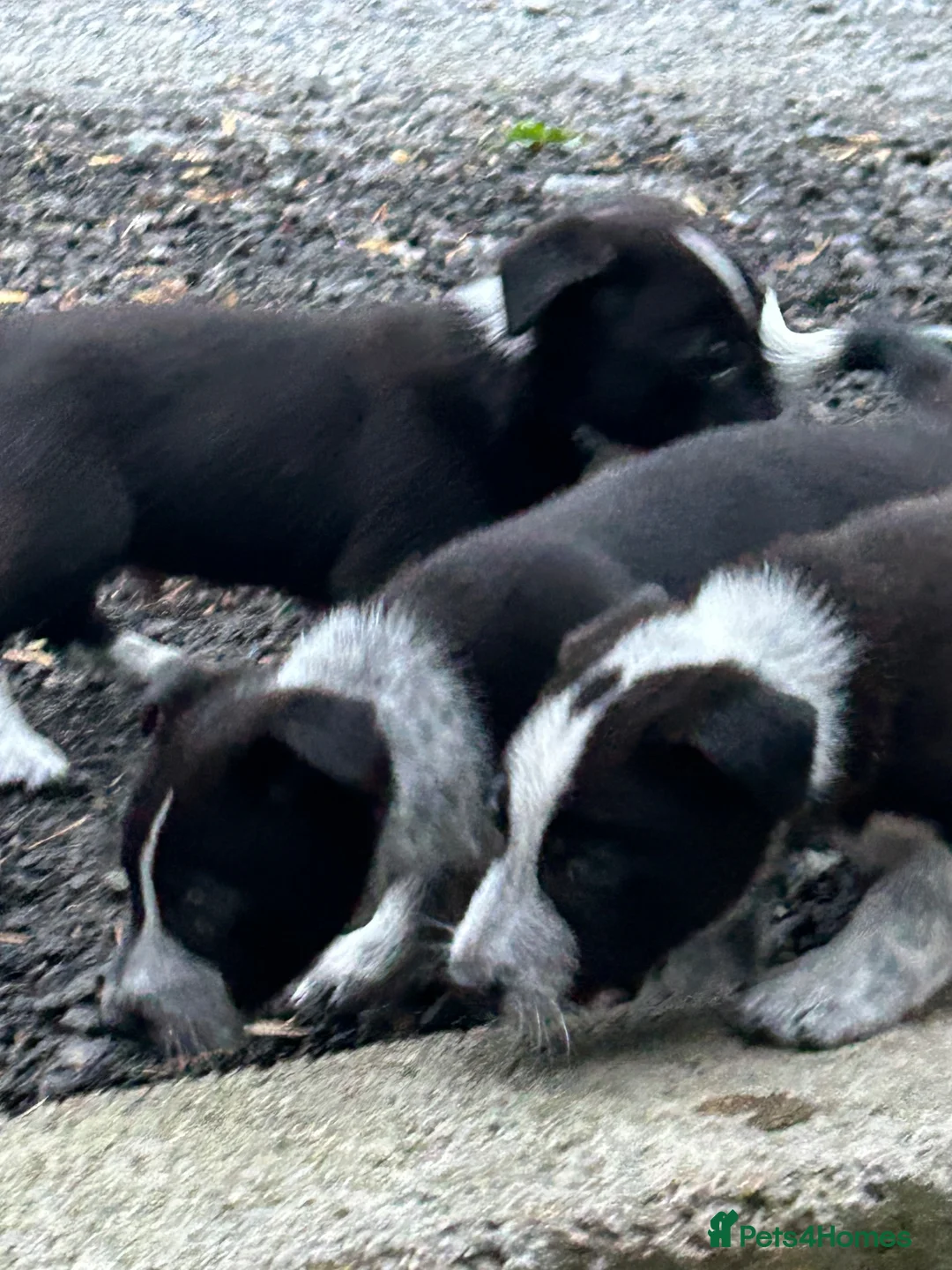 Mixed Breed dogs for sale: Jack Russell / border collie mix  - Advert 2