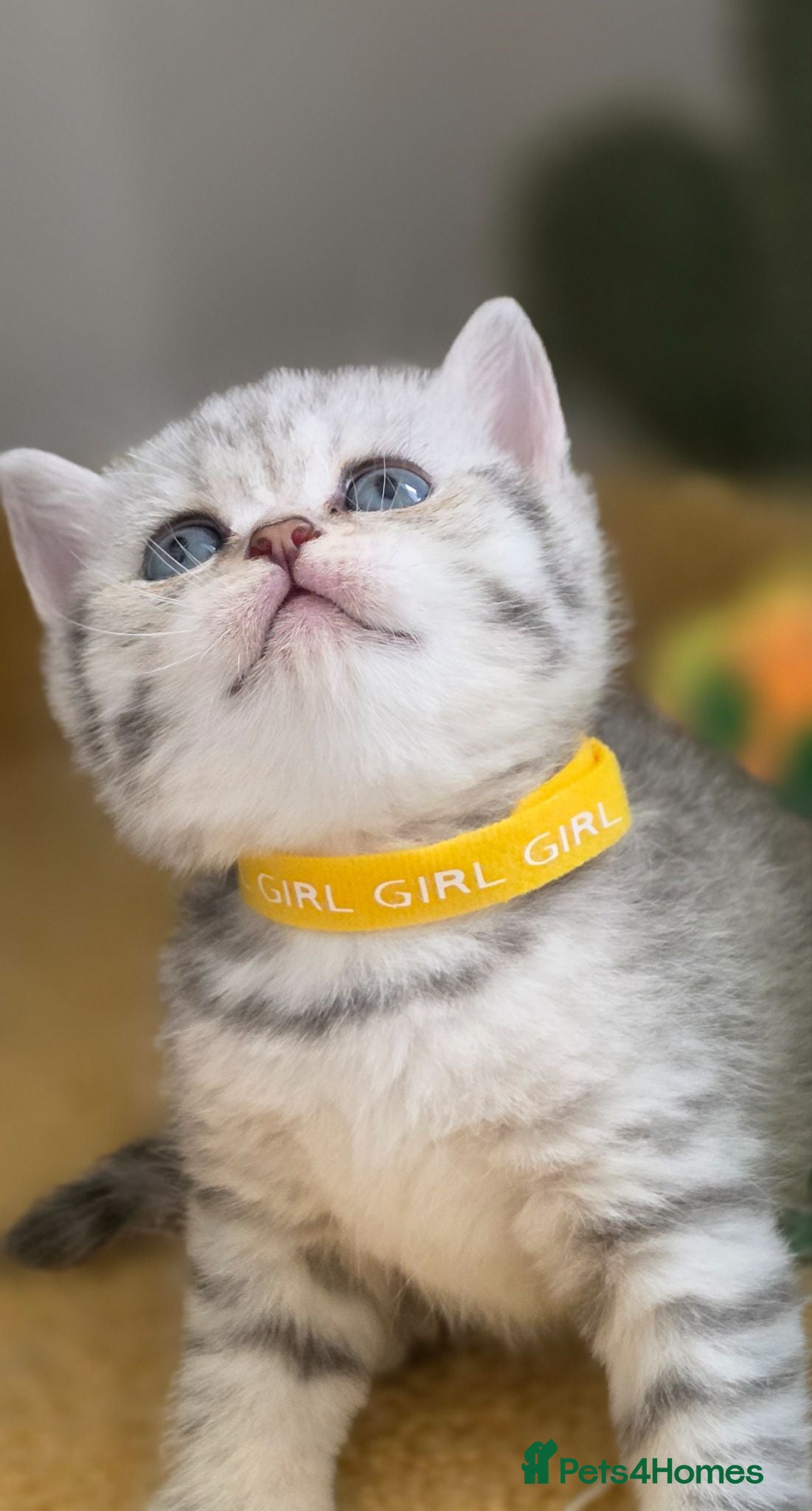 British Shorthair cats Beautiful Silver Tabby Kittens - Advert 1