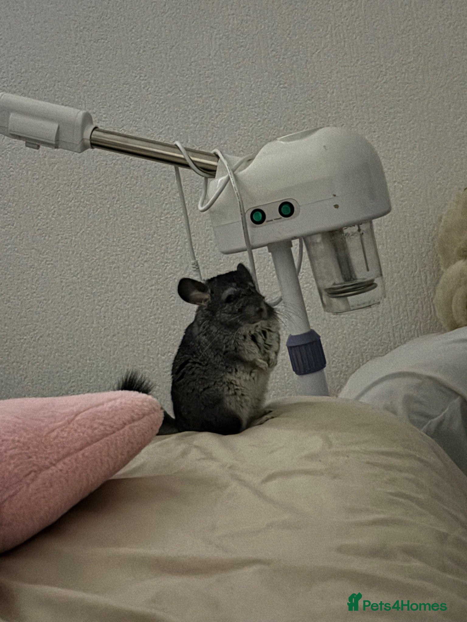 Chinchilla rodents chinchilla and cage  - Advert 2