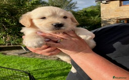 Golden Retriever dogs for sale: KC Reg'd Golden Retriever Puppy ICT DNA clear  - Image 4