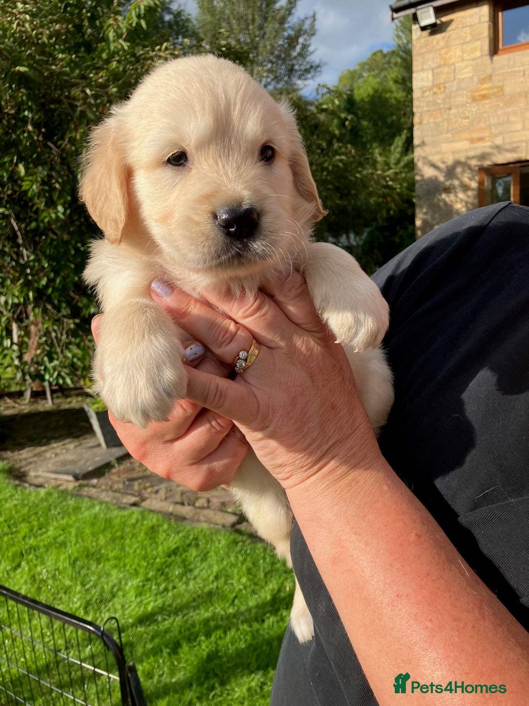 Golden Retriever dogs for sale: KC Reg'd Golden Retriever Puppy ICT DNA clear  - Image 4