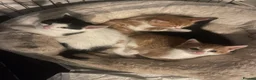 Mixed Breed cats for sale: 4 playful kittens ready to find their forever home - Advert 22