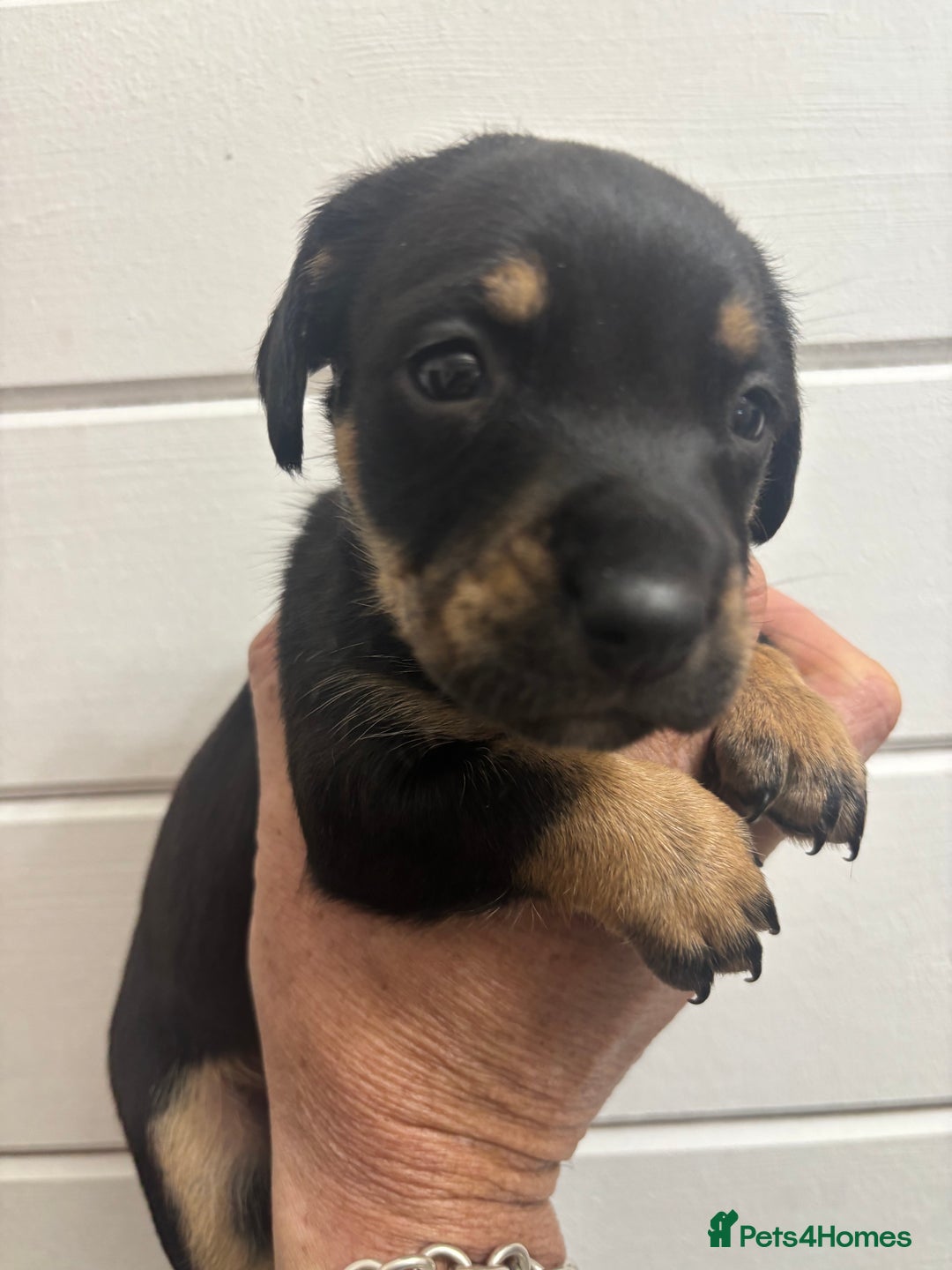 Mixed Breed dogs for sale: Dachshund X  - Advert 10